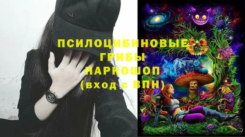 kraken вход  Сосновка  Галлюциногенные грибы Psilocybe 